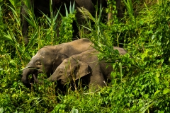 Pygmy Elephant