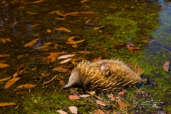 Echidnas afternoon paddle