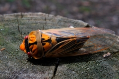 Masked Devil Cicada
