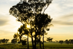 Crisp Country Sunrise, Parkes, NSW